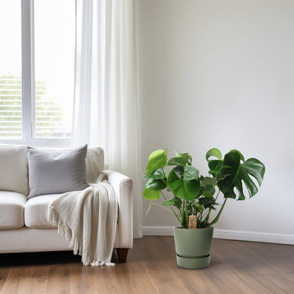 Kamerplant - Monstera Deliciosa in Mand - Pot Ø 21cm Hoogte ↕ 60cm