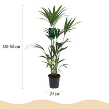 XL kamerplant - Howea Forsteriana Kentia Palm - Pot Ø 21cm Hoogte ↕ 120-130cm