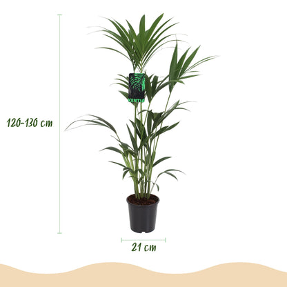 XL kamerplant - Howea Forsteriana Kentia Palm - Pot Ø 21cm Hoogte ↕ 120-130cm