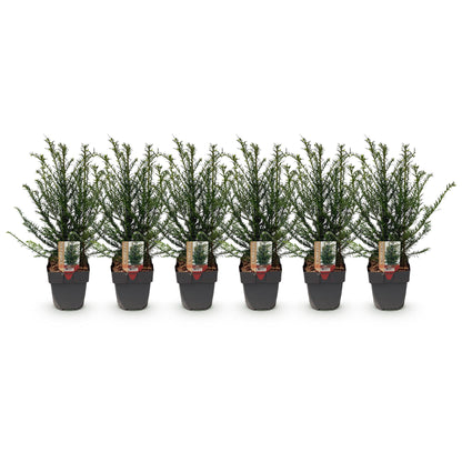 Buitenplant 6x Taxus baccata - Haagplant - Pot Ø 17cm Hoogte ↕ 60cm