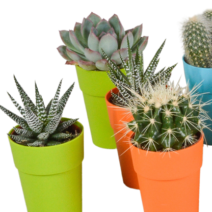 Kamerplant 15x Cactus en vetplanten mix - in gekleurde plasticpot - Pot Ø 5,5cm