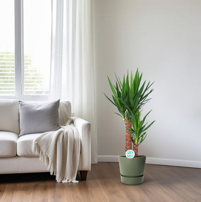 Kamerplant - Yucca - Pot Ø 17cm Hoogte ↕ 80cm