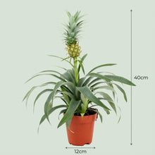 Kamerplant 4x Ananasplant Mi Amigo - Bloeiend - Pot Ø 12cm Hoogte ↕ 35-40cm