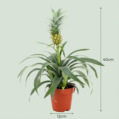 Kamerplant 4x Ananasplant Mi Amigo - Bloeiend - Pot Ø 12cm Hoogte ↕ 35-40cm