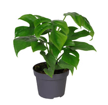 Kamerplant - Philodendron Minima - Pot Ø 12cm Hoogte ↕ 25cm