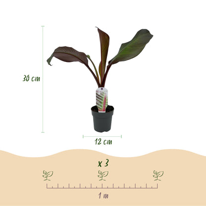 Buitenplant 4x Ensete ventricosum Maurelli - Winterhard - Pot Ø 12cm Hoogte ↕ 30cm