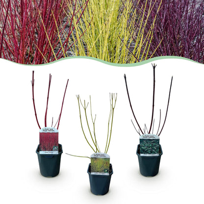 Buitenplant 3x Cornus alba Tricolour - Pot Ø 17cm Hoogte ↕ 45cm