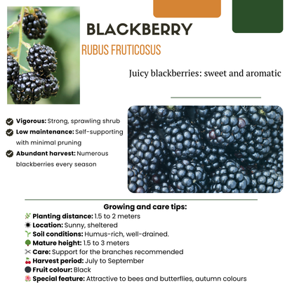 Buitenplant - "Vruchten feestje" BIO Fruitplanten mix - Set van 3 soorten