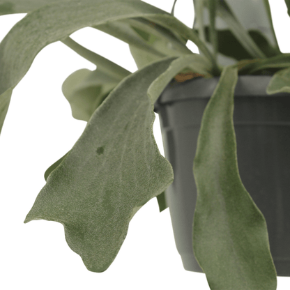 Kamerplant 2x Kokodama Platycerium - Hertshoornvaren - Pot Ø 15cm Hoogte ↕ 35cm
