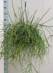 Kamerplant - Rhipsalis Mauritiana - Pot Ø 25cm Hoogte ↕ 60cm