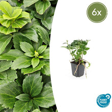 Buitenplant 6x Pachysandra terminalis - Pot Ø 9cm Hoogte ↕ 10-25cm