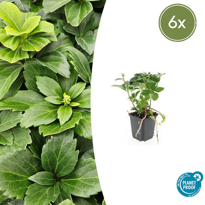Buitenplant 6x Pachysandra terminalis - Pot Ø 9cm Hoogte ↕ 10-25cm