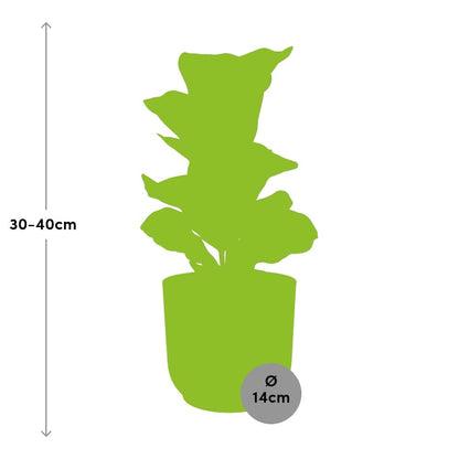 Kamerplant - Ficus Lyrata 'Bambino' - Pot Ø 14cm