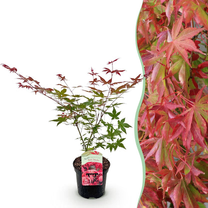 Buitenplant - Acer palmatum 'Beni Maiko' - Rood - Bladverliezend - Pot Ø 19cm Hoogte ↕ 70cm