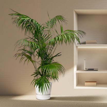 XL kamerplant - Kentia Palm XXL - Pot Ø 32-40cm Hoogte ↕ 260cm