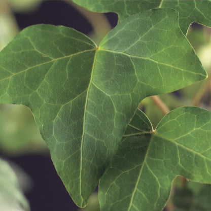 Buitenplant 2x Hedera helix - Klimplant - Groenblijvend - Pot Ø 11cm Hoogte ↕ 40cm
