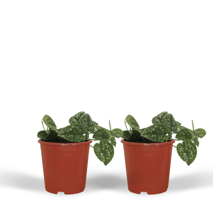 Kamerplant 2x Scindapsus Pictus - Pot Ø 12cm Hoogte ↕ 15cm