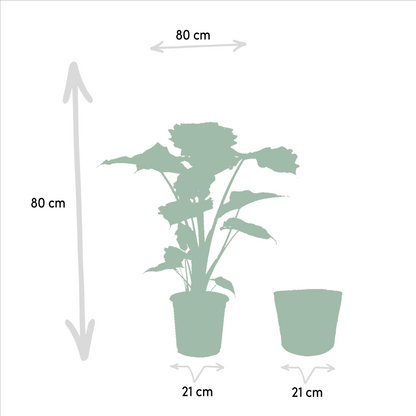 Kamerplant - Alocasia Wentii + Alocasia Portodora + Mand Igmar - Pot Ø 19cm Hoogte ↕ 60-75cm
