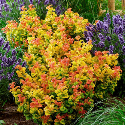 Buitenplant 2x Leucothoe 'Curly Gold' - Groenblijvend - Pot Ø 17cm Hoogte ↕ 40cm