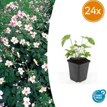 Buitenplant 24x Anemone tom. 'Robustissima' - Bloeiend - Pot Ø 9cm Hoogte ↕ 10-25cm
