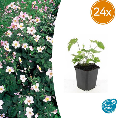 Buitenplant 24x Anemone tom. 'Robustissima' - Bloeiend - Pot Ø 9cm Hoogte ↕ 10-25cm