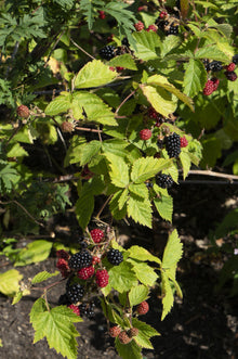Buitenplant - Rubus fruticosus 'Black Satin' - Doornloze Braam - Pot Ø 13cm Hoogte ↕ 45cm
