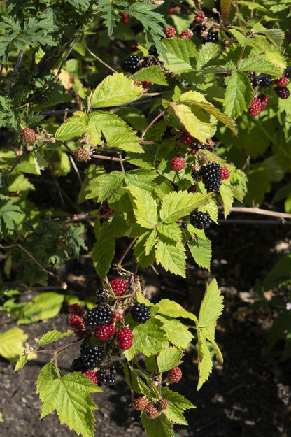 Buitenplant - Rubus fruticosus 'Black Satin' - Doornloze Braam - Pot Ø 13cm Hoogte ↕ 45cm