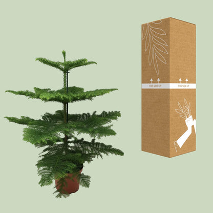 Kamerplant - Araucaria Heterophylla - Pot Ø 21cm Hoogte ↕ 70cm