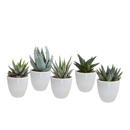 Kamerplant 5x Gasteria/Haworthia mix - in witte pot - Pot Ø 5,5cm