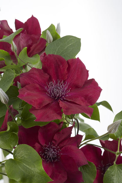 Buitenplant - Clematis Nubia - Bloeiend - Pot Ø 15cm Hoogte ↕ 65cm