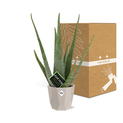 Kamerplant - Aloe Vera - Pot Ø 12cm