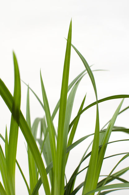 Buitenplant 3x Carex morrowii 'Irish Green' - Winterhard - Pot Ø 14cm Hoogte ↕ 30cm