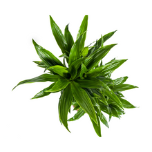 Kamerplant - Dracaena Deremensis Green Jewel - Luchtzuiverend - Pot Ø 19cm Hoogte ↕ 70-90cm
