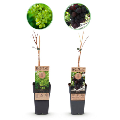 Buitenplant 2x Vitis vinifera 'Vanessa' & 'Himrod' - Pitloze druif - Pot Ø 15cm Hoogte ↕ 50cm