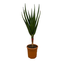 XL Kamerplant - Aloe Barberae - Pot Ø 24cm Hoogte ↕ 180cm