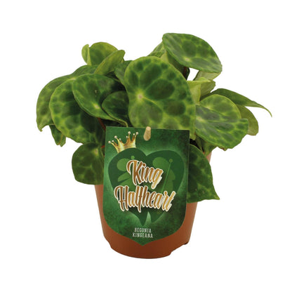 Kamerplant - Begonia Kingiana - Pot Ø 12cm Hoogte ↕ 20cm