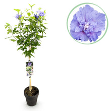 Buitenplant - Hibiscus syriacus 'Blue Chiffon®' - Plant op stam - Pot Ø 19cm Hoogte ↕ 90cm