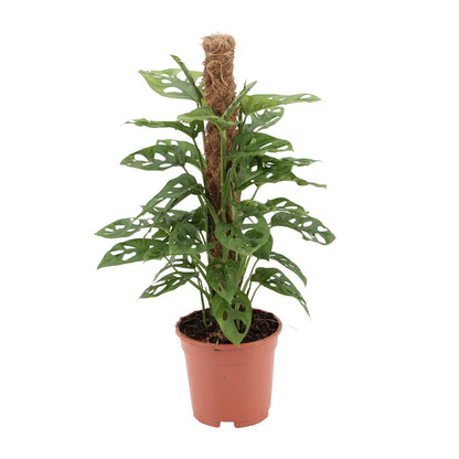 Kamerplant - Monstera Monkey - Pot Ø 17cm Hoogte ↕ 60cm