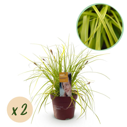 Buitenplant 2x Carex oshimensis 'Everillo' - Bladhoudend - Pot Ø 17cm Hoogte ↕ 50cm