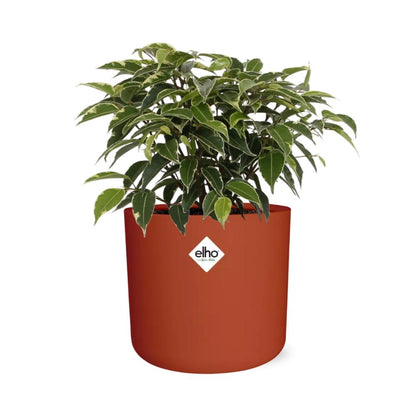 Kamerplant - Ficus Benjamina Kinky - Pot Ø 14cm