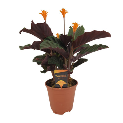 Kamerplant - Calathea Crocata - Bloeiend - Pot Ø 14cm Hoogte ↕ 40cm