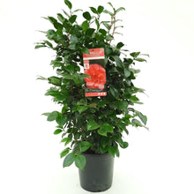 Buitenplant - Camellia japonica 'Lady Campbell' - Bloeiend - Pot Ø 26cm Hoogte ↕ 55cm