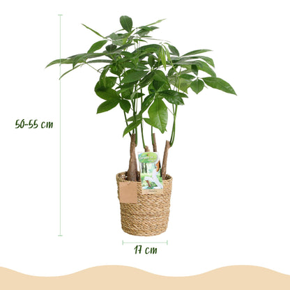 Green BoutiQ - Green is... Kamerplanten - Pachira Aquatica multi stam - Geldboom - Weinig onderhoud - met mand - Groen - 1 Plant - Pot 17cm - Hoogte 50-55cm