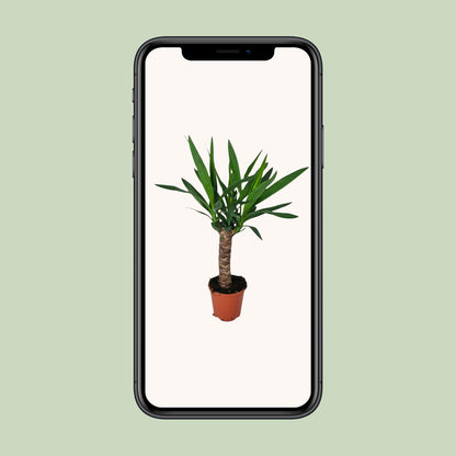 Kamerplant - Yucca - Pot Ø 14cm Hoogte ↕ 60cm