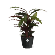 Kamerplant - Calathea Rufibarba 'Tropistar' - Pot Ø 14cm