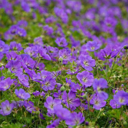 Buitenplant 6x Geranium 'Azure Rush' - Bloeiend - Pot Ø 9cm Hoogte ↕ 10-25cm