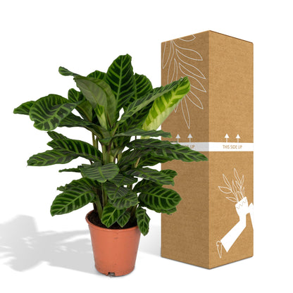 Kamerplant - Calathea Zebrina - Pot Ø 19cm Hoogte ↕ 80cm
