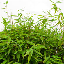 Buitenplant - Fargesia moontears 'Boobux XL' - Pot Ø 29cm Hoogte ↕ 70cm