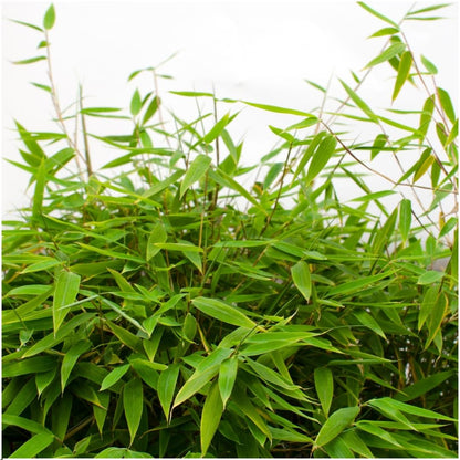 Buitenplant - Fargesia moontears 'Boobux XL' - Pot Ø 29cm Hoogte ↕ 70cm