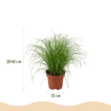 Kamerplant - Mix van 4 Huisdiervriendelijke Planten - Pot Ø 12cm Hoogte ↕ 25cm